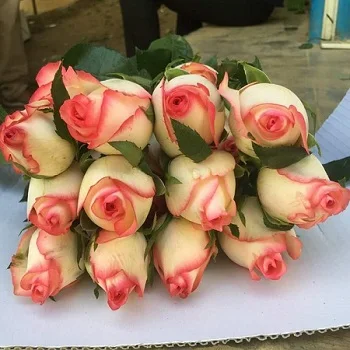 
Revival Roses For Bridal And Boquet Decoration 