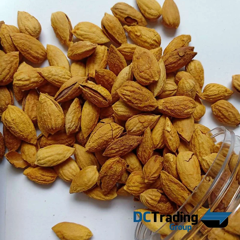 
Premium Almonds In Shell and Kernels Organic at Wholesale Competitive Price 