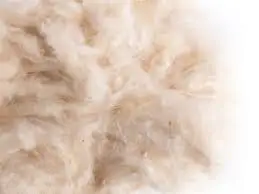 Sisal Fibre of UG Grade and SSUG/Raw Kapok Fiber