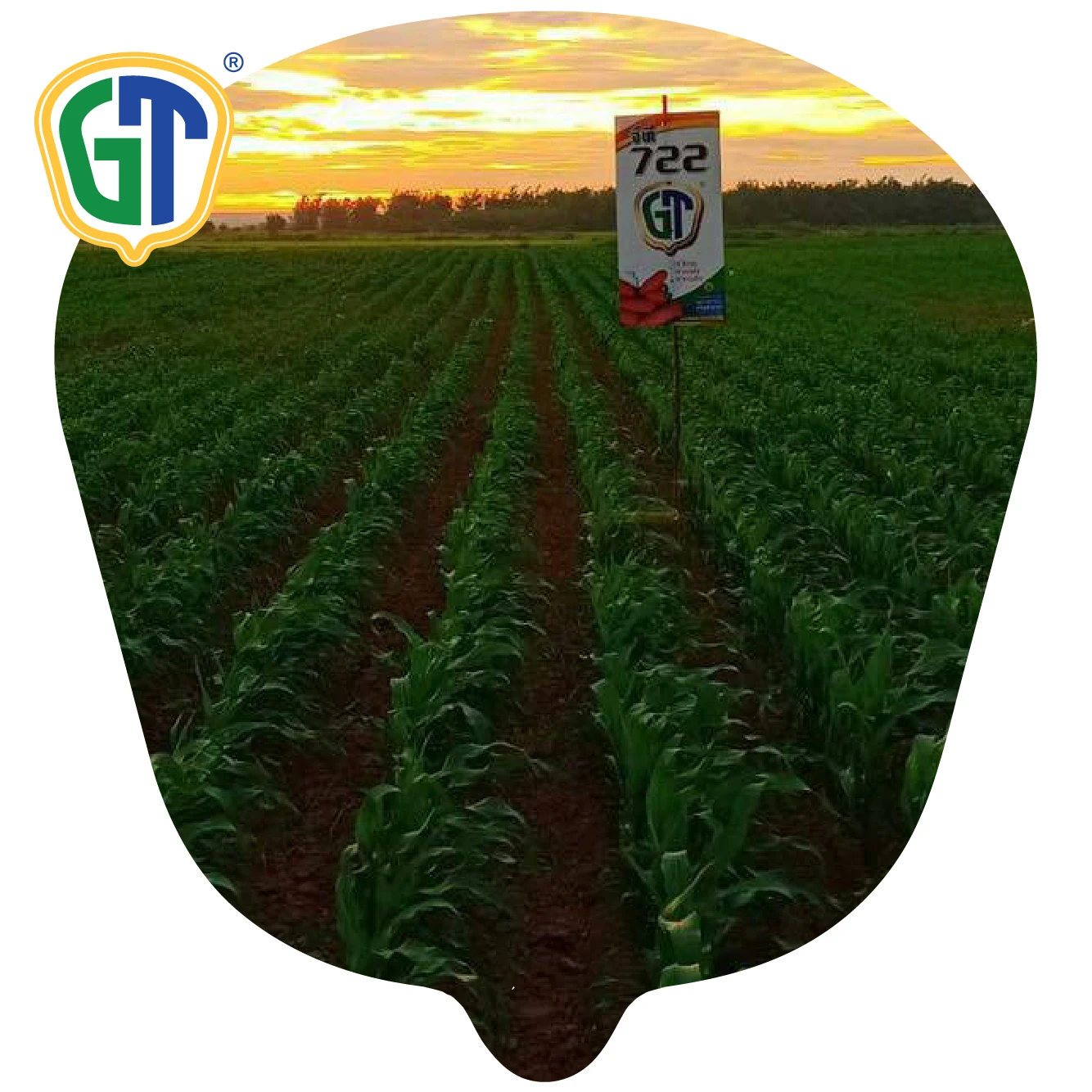 
Deep kernels Good Husk Cover Deep Orange Hybrid Bulk GT722 Corn Seed With Phytosanitary Certification From Thailand 