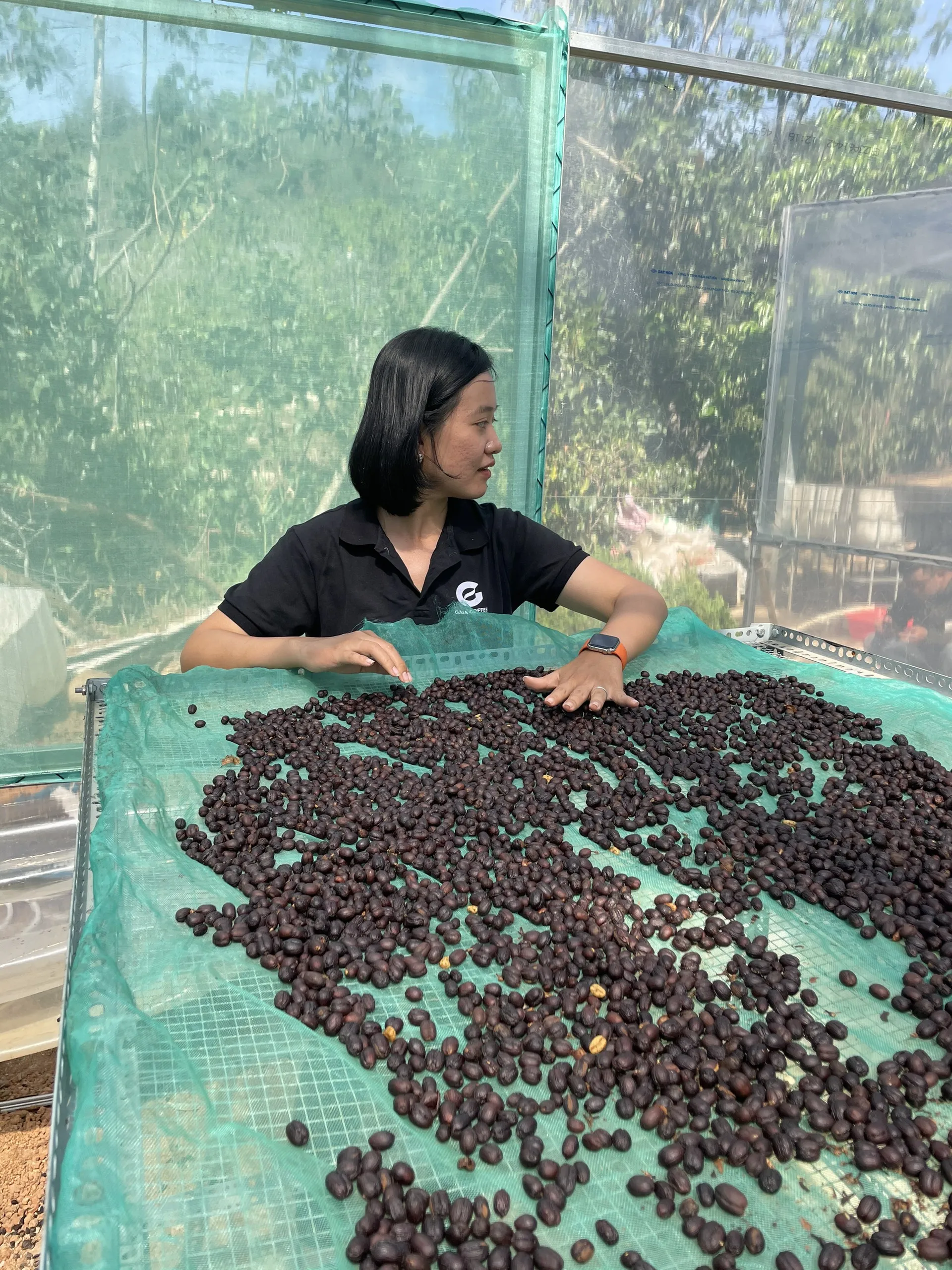 Robusta зеленые кофейные зерна метод сухой обработки размер экрана 16/18 один оригинал высокое качество экспортная цена