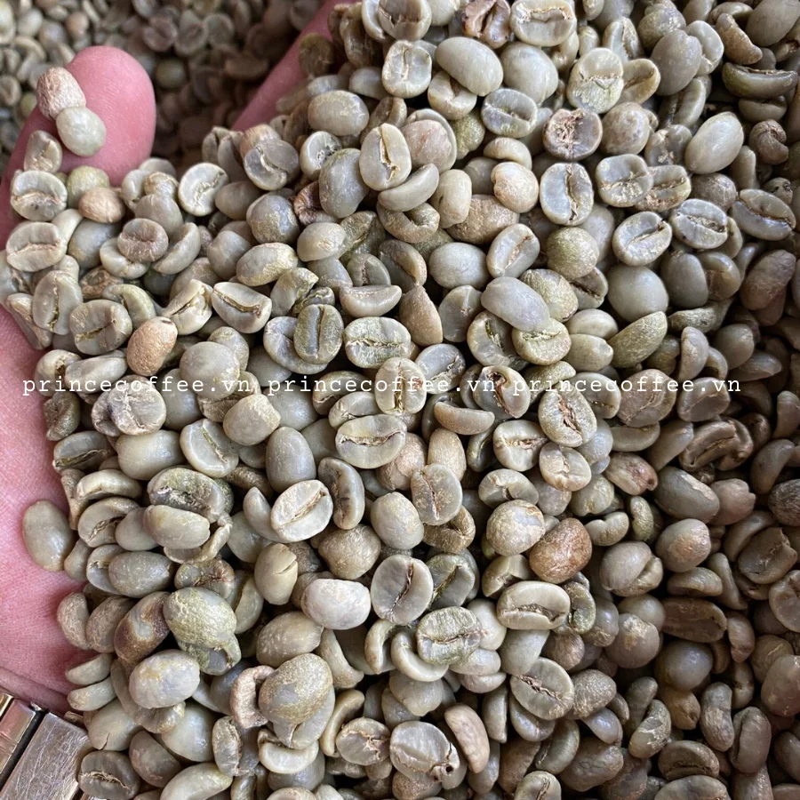  Вьетнам лидер продаж кофе в зернах Arabica Vietnam 18 scr зеленые кофейные зерна необработанные