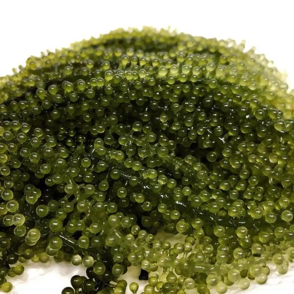 BEST PRICE SEA GRAPES SABUDO IN VIETNAM/UMI-BUDOU SEAWEED OR GREEN CAVIAR HEALTHY SEA FOOD OR SEA GRAPES/Amy +84 383 655 628