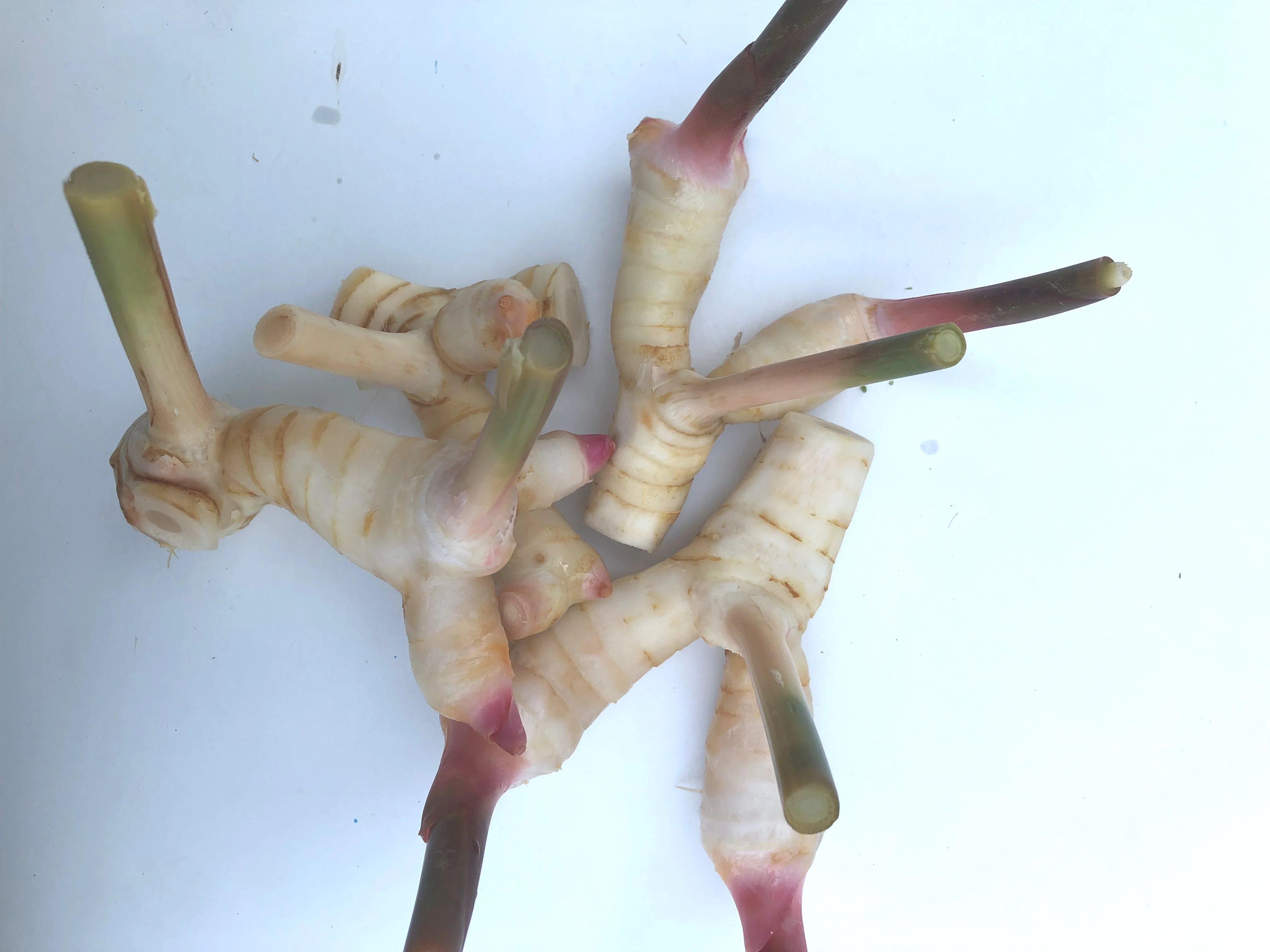 Свежие корни Galangal высшего класса по лучшей цене свежие овощи из Таиланда за 100% экспорт оптом