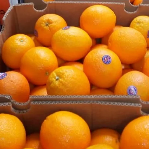 
Valencia orange 