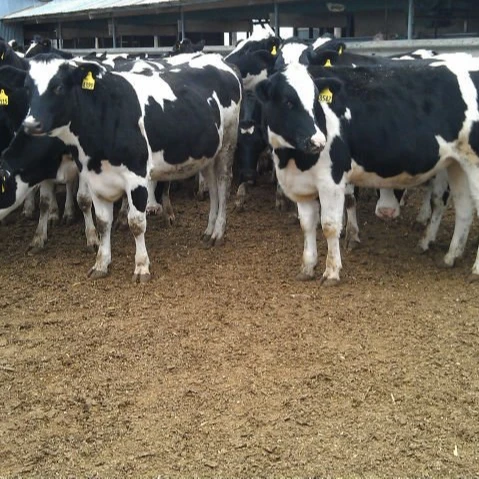 
Pregnant Holstein Heifers Cows and Live Dairy Cows 