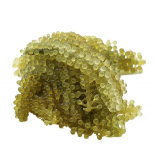 
DEHYDRATED SEA GRAPES CANADA/SEA GRAPES EXTRACT FROM VIETNAM/Shyn Tran +84382089109 