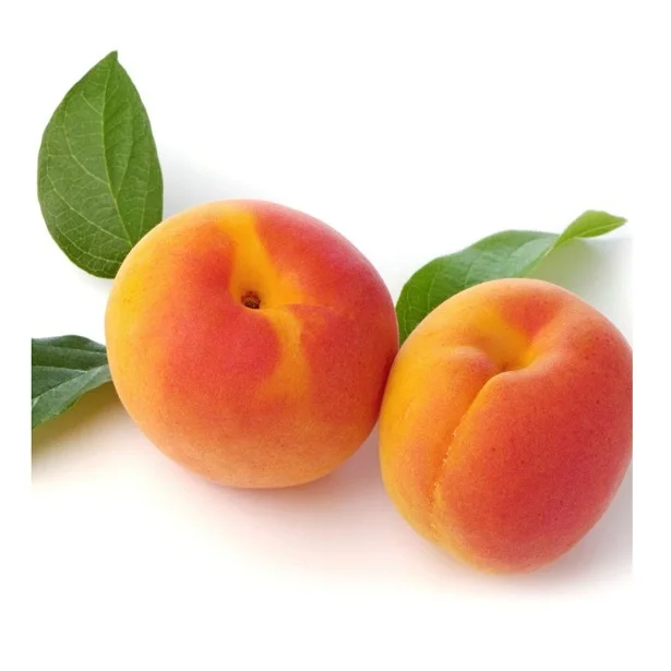 
High Quality Fresh Apricots Available For Sale 