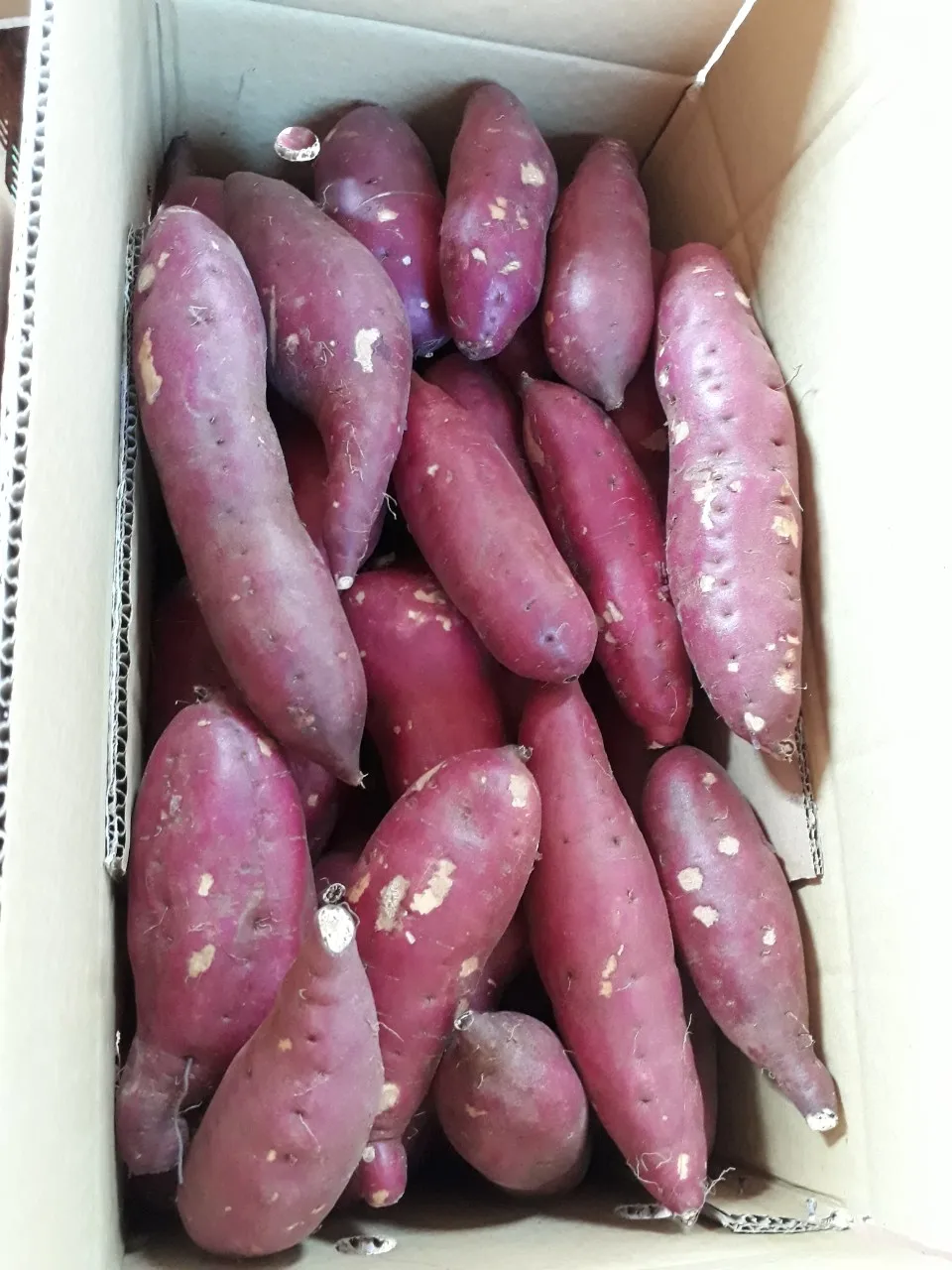 Свежий японский сладкий картофель yello высокого качества для продажи