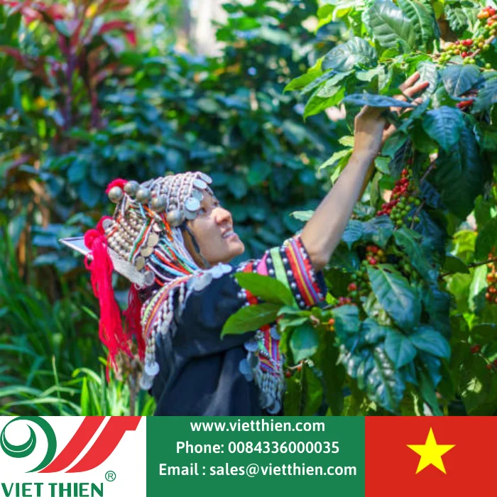 Кофейные зерна с отличным вкусом Robusta выбираются и обрабатываются оптом для экспорта во всем мире от вьетнамских фермеров