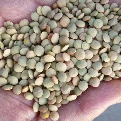 Best Wholesale Price Red Yellow and Brown Lentils For Sale