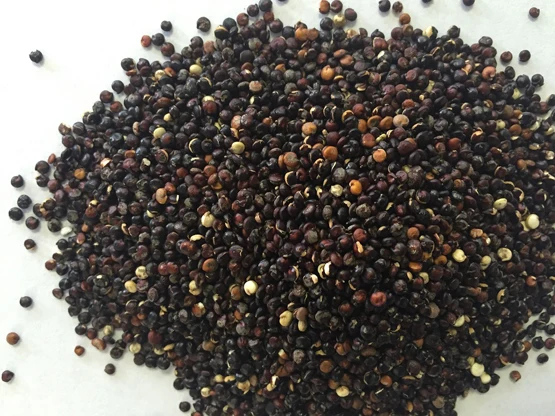 
organic black quinoa seeds from PERU leading exporter 