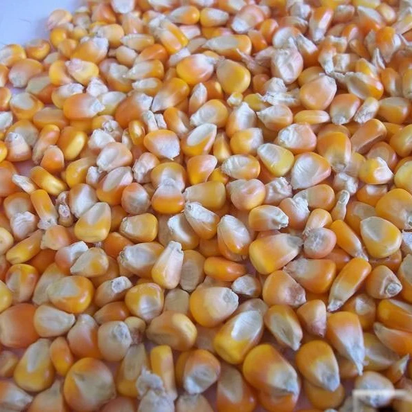Цельная замороженная кукуруза желтого цвета iqf