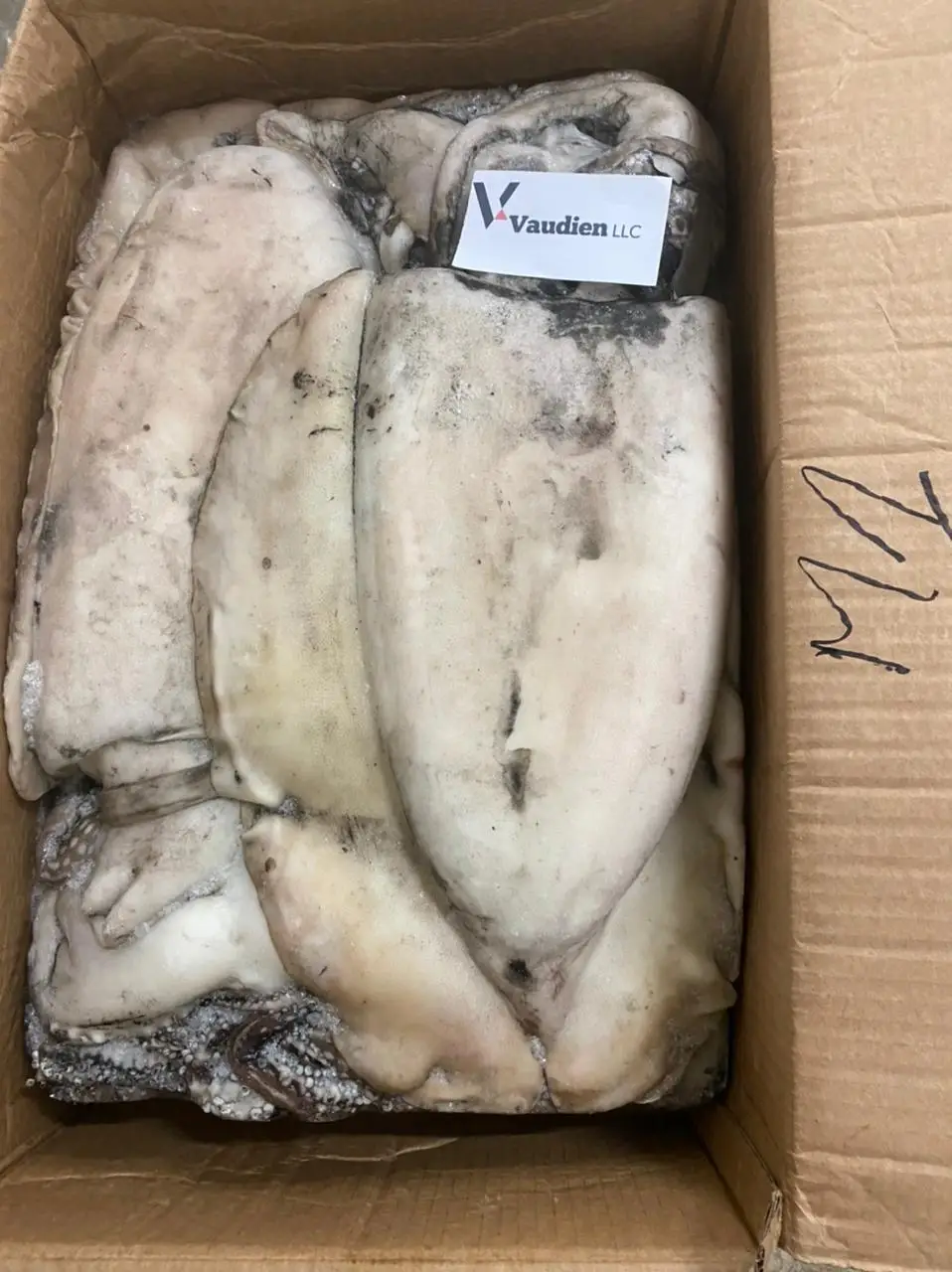 Great Health Beneficial Frozen Cuttlefish Export Great Bulk Pricing Morocco Sepiida Seiches