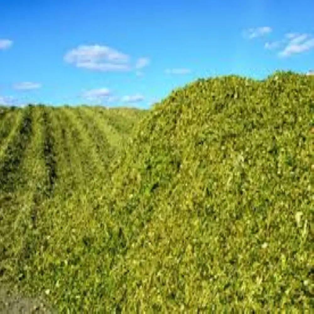 Силаж кукурузы-высшее качество из Пакистана/Лучшая цена на рынке