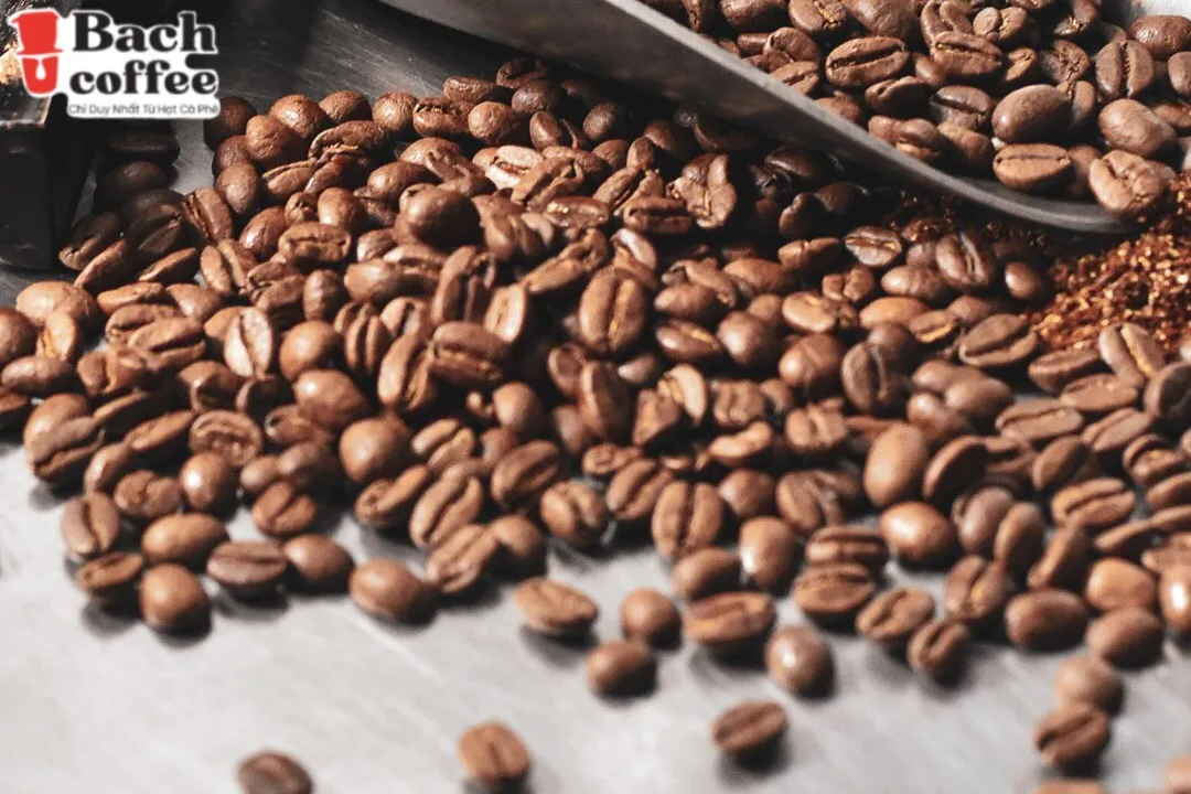 
French original Robusta Coffee beans Unique wild organic coffee beans from Viet Nam for the true coffee lover- city roast 