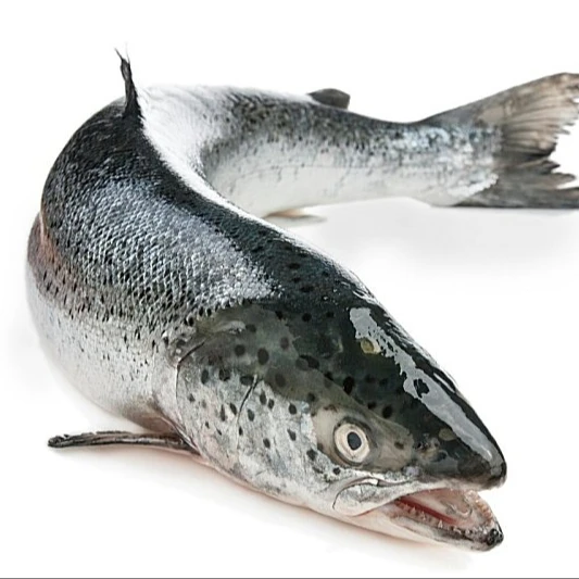 
Salmon Fish 