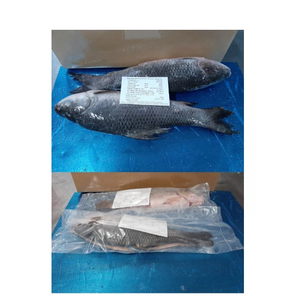 Wholesale Whole Frozen Rohu Fish Price for Sale