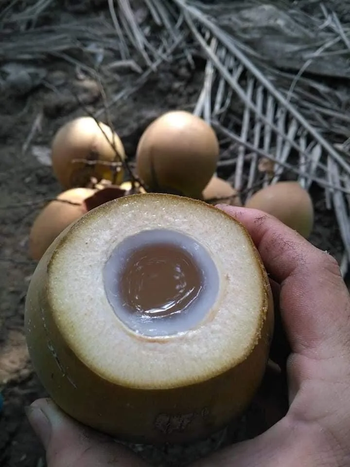  Сухой кокос/Свежий Нежный кокосовый полуочищенный кокос по низкой цене и лучшего качества/оптовая