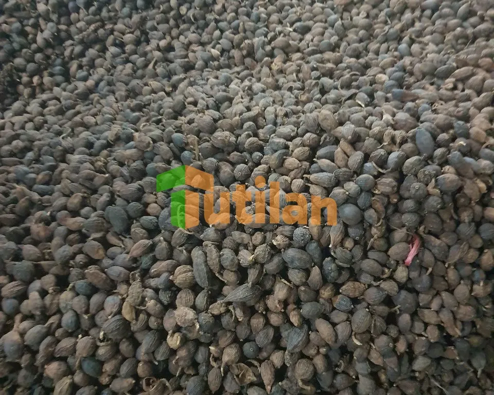 TOP SALE SINGLE SPICES & HERBS HIGH QUALITY NATURAL CARDAMOM