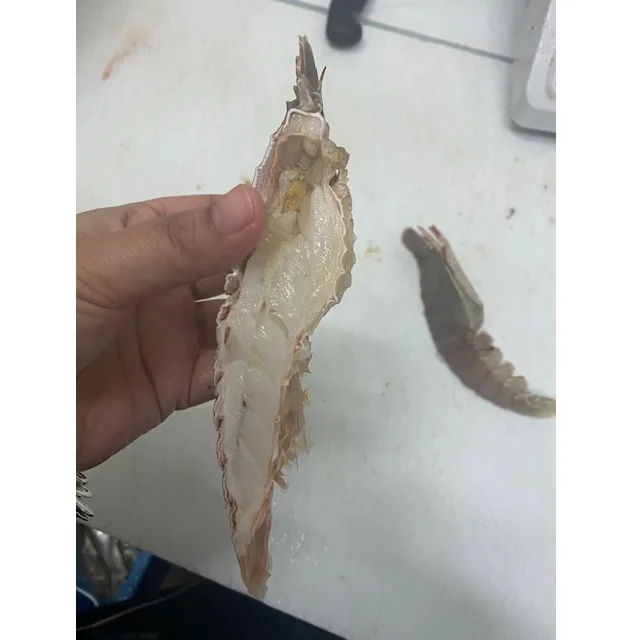 Indonesia Best Selling Fresh Lobster (150-200 gm/pcs) IQF Bulk Packing 5 kg/ctn Whole Frozen CrayFish