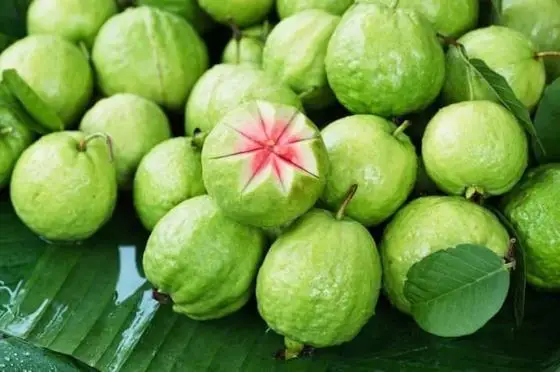 Fresh guava vietnam for export with best price high quality product , VIETGAP certification ready to shipping EU ASIA Market