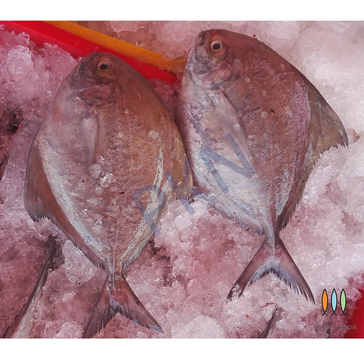 High Quality Whole Body NATURE Parastromateus Niger Black Pomfret From Vietnam