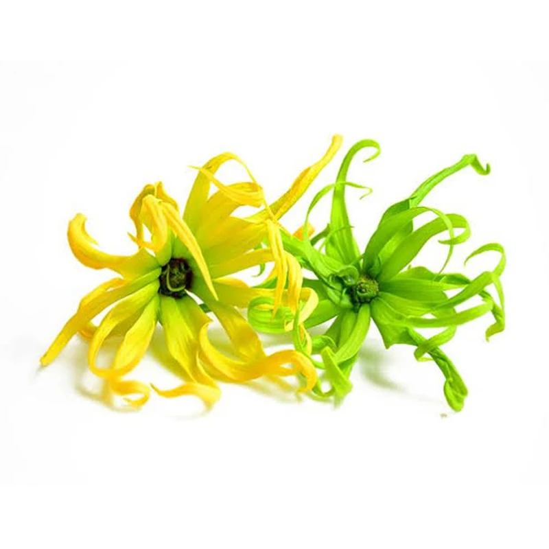 
Эфирное масло высшего качества Ylang (Cananga) по привлекательной цене 