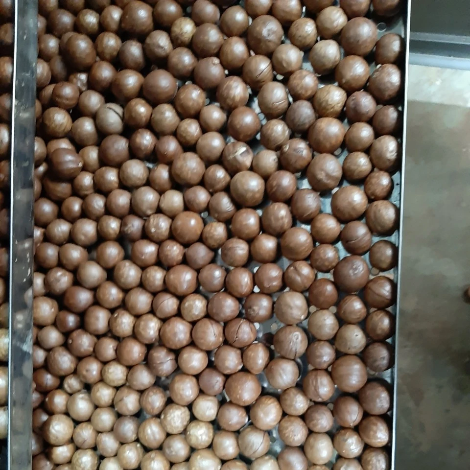 High quality Macadamia Nuts with Shell From Vietnam For EU Market