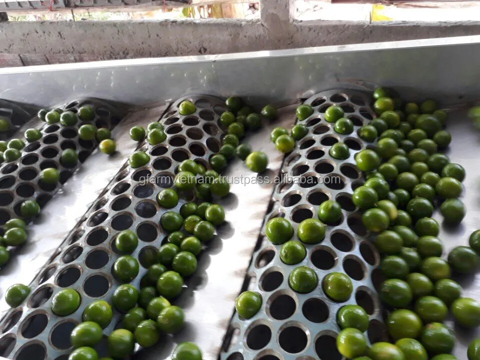 
Export good quality fresh green lime cheap price 