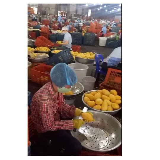 Dried mango for wholesales
