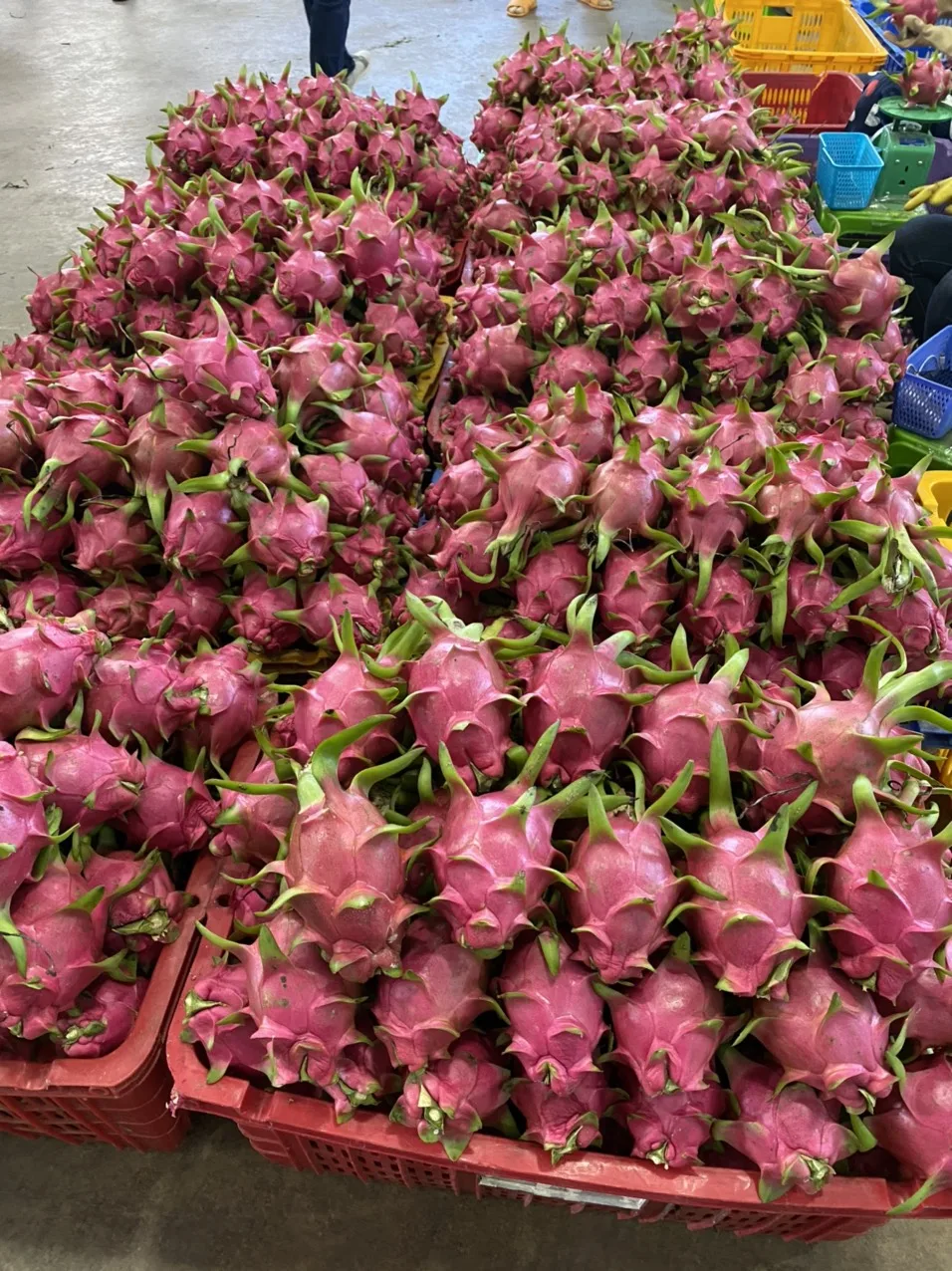 Лучший продукт оптовая продажа фрукты дракона высокого качества (красная/белая плоть) экспорт в Китай лучший Свежий фрукт Вьетнам