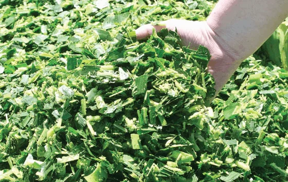 Fresh Corn Silage For Animal Feeding / Lowest Price Corn Silage From Pakistan For Export And Import For Korea And Pacific