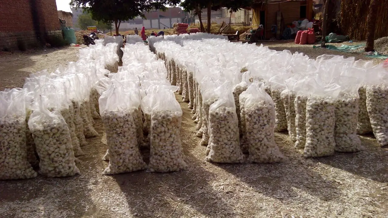 Garlic Scented High Quality Exclusive Flavor GARLIC