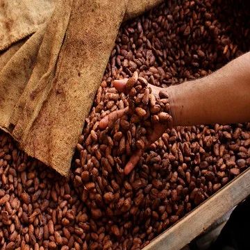 Organic Raw Cacao Beans