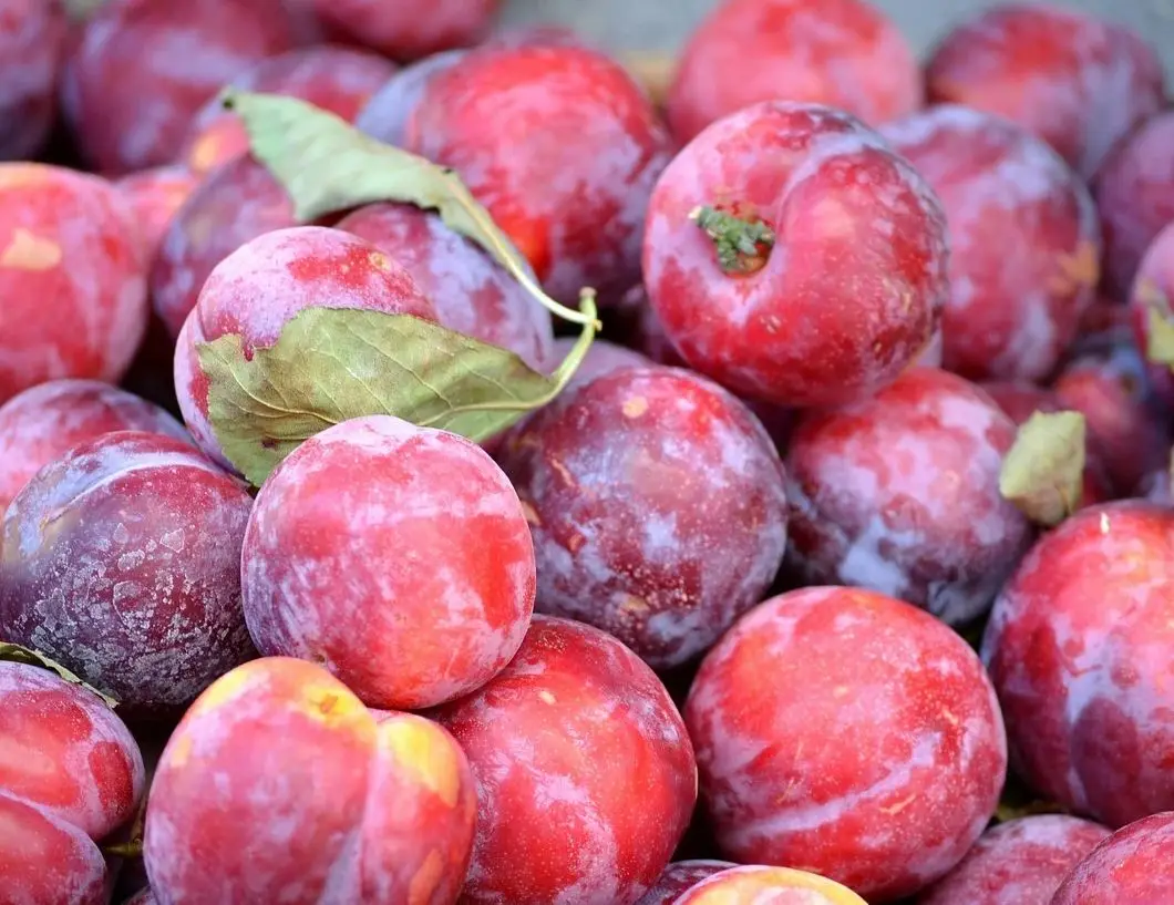 Оптовая продажа лучшее качество свежая слива для продажи по низкой
