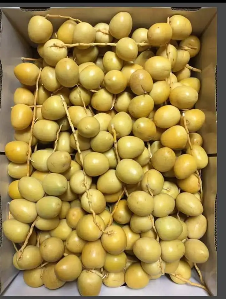
high Quality Egyptian Fresh Barhi Dates 