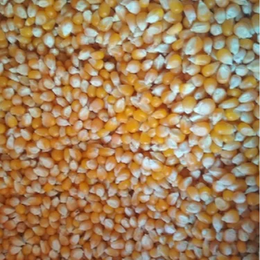 
Europe Dry Maize/Dried Yellow Corn/Dried Sweet Corn Best Price 
