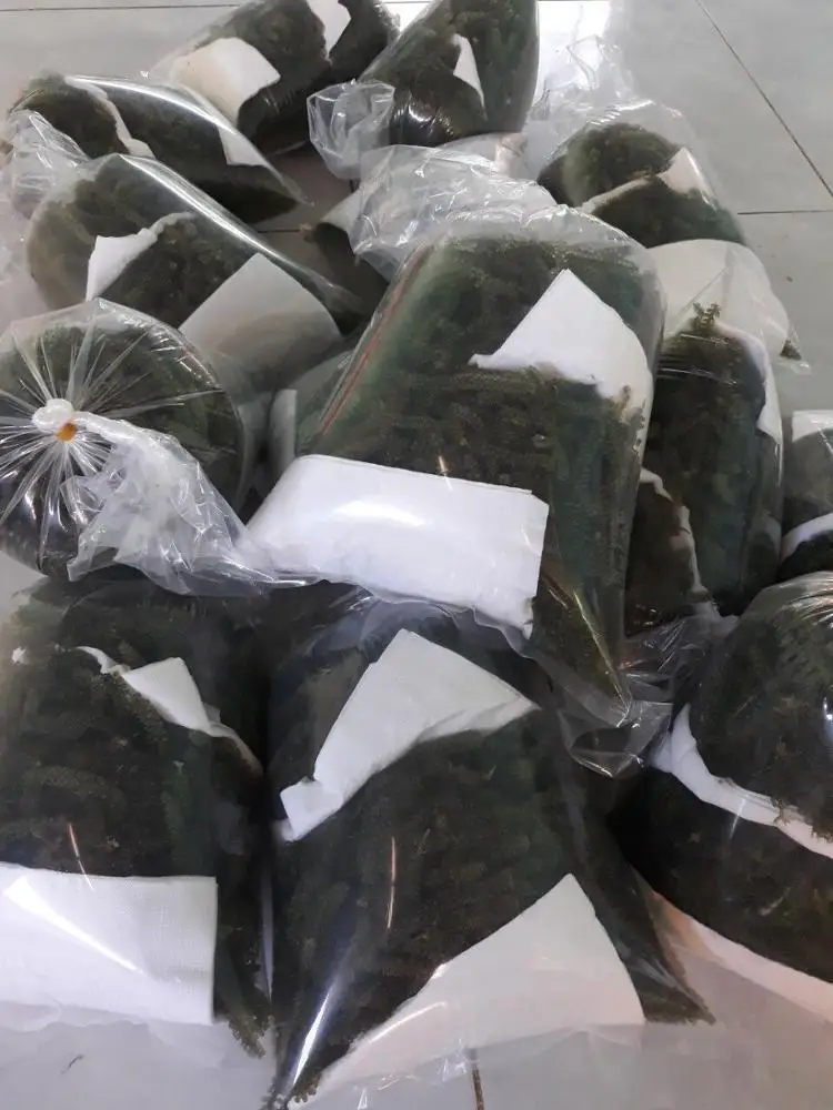 Sea Grape high quality and competitive price for exporting year 2021