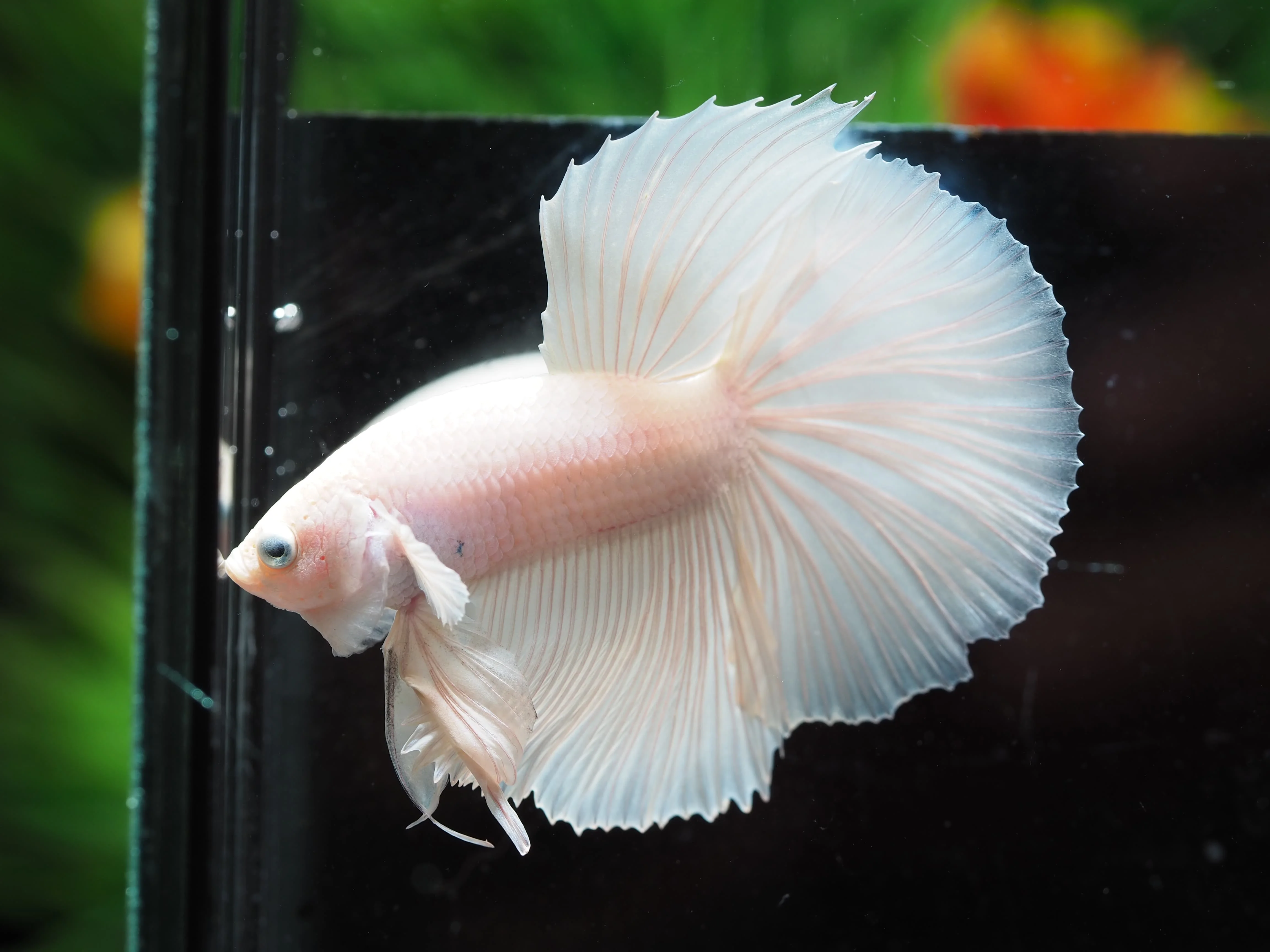 
HALFMOON WHITE PLATINUM- Multicolor Thailand Betta Fish Premium Quality Plakat Siamese Fighting Fish Ornamental Aquariums 