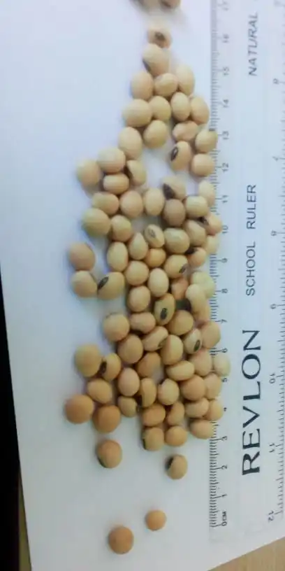 SOYA BEANS NON GMO