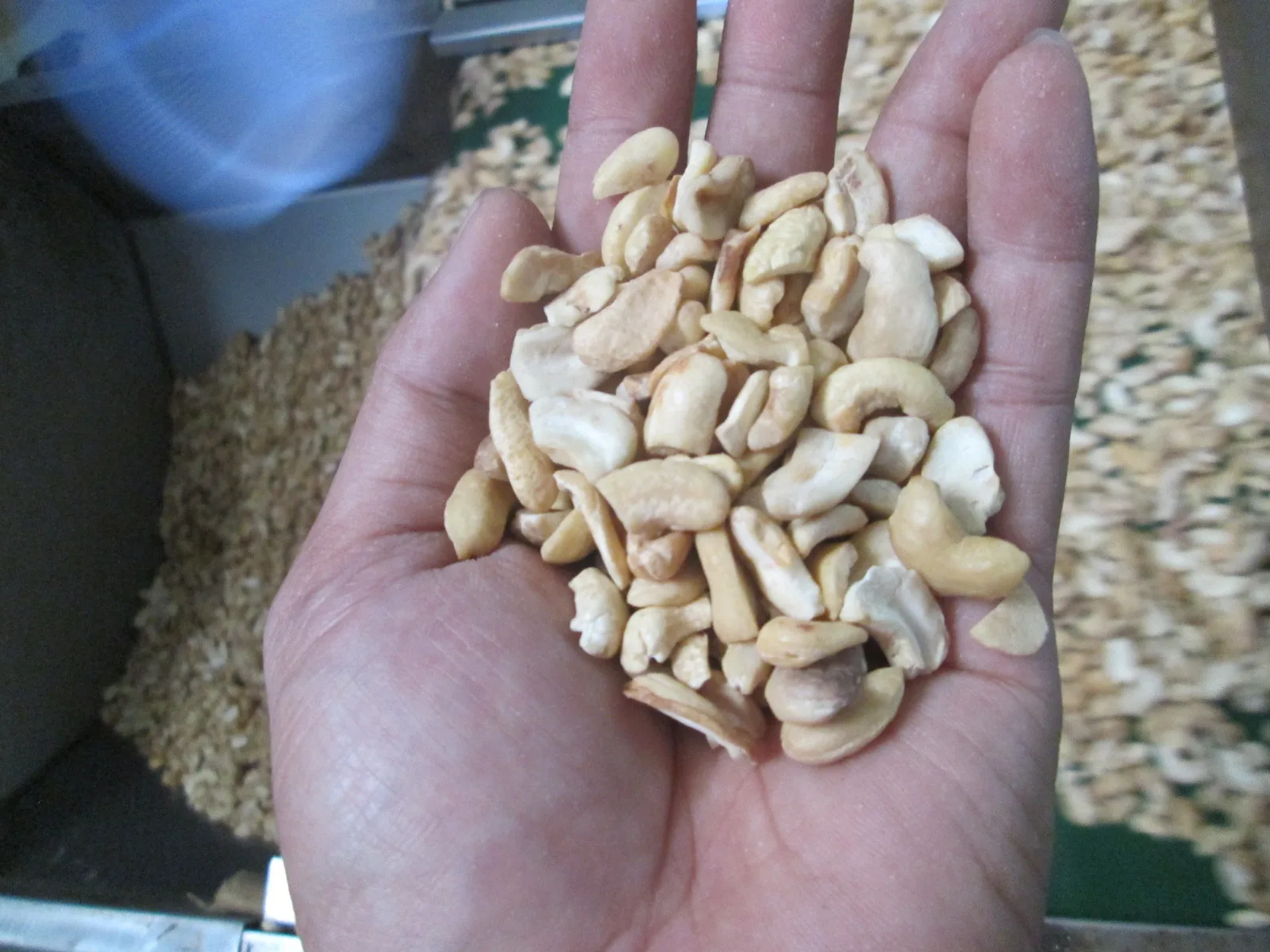 Best choice LP CASHEW NUT GOOD PRICE Visimex good price