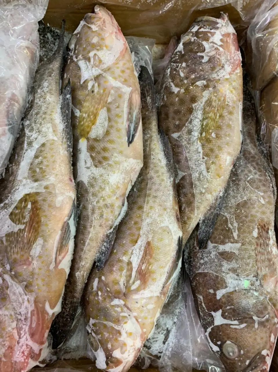 GROUPER FISH/REEFCOD FISH WHOLE FROZEN