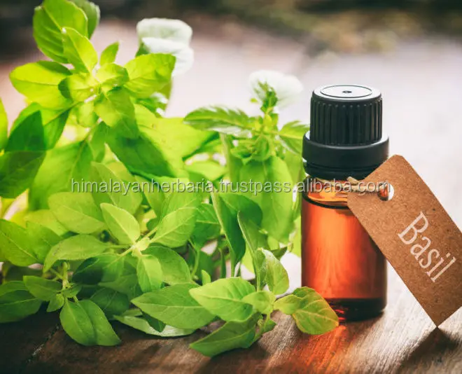 Organic Basil Oil | Ocimum basilicum Oil | Sweet Basil Oil ct Linalool - 100% Pure Essential Oils - Bulk Wholesale Price