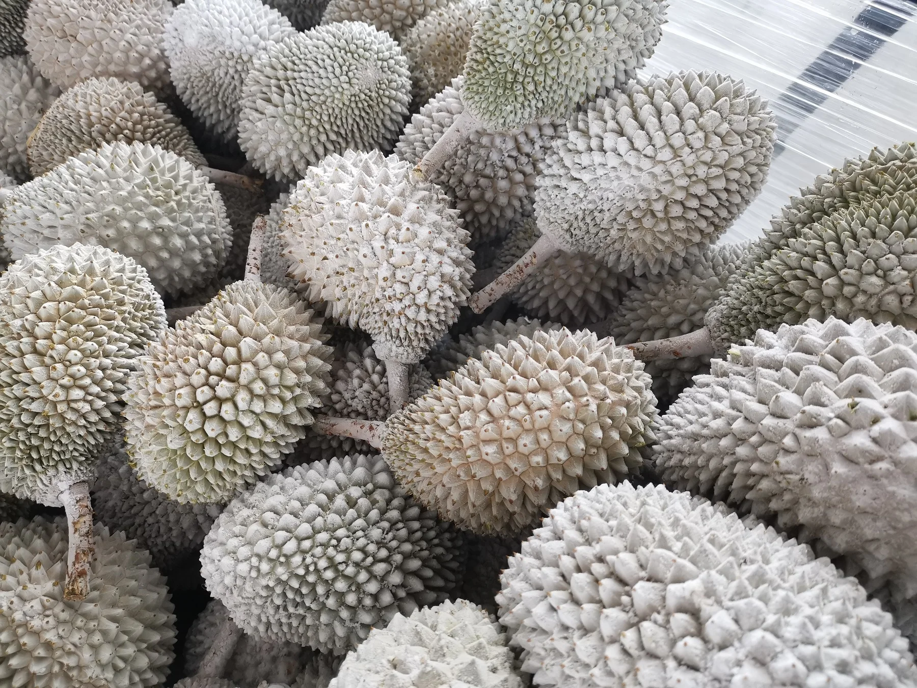 Malaysia Supplier High Grade Frozen Durian Musang King A D197 with Shell Whole Frozen Durian Fruit