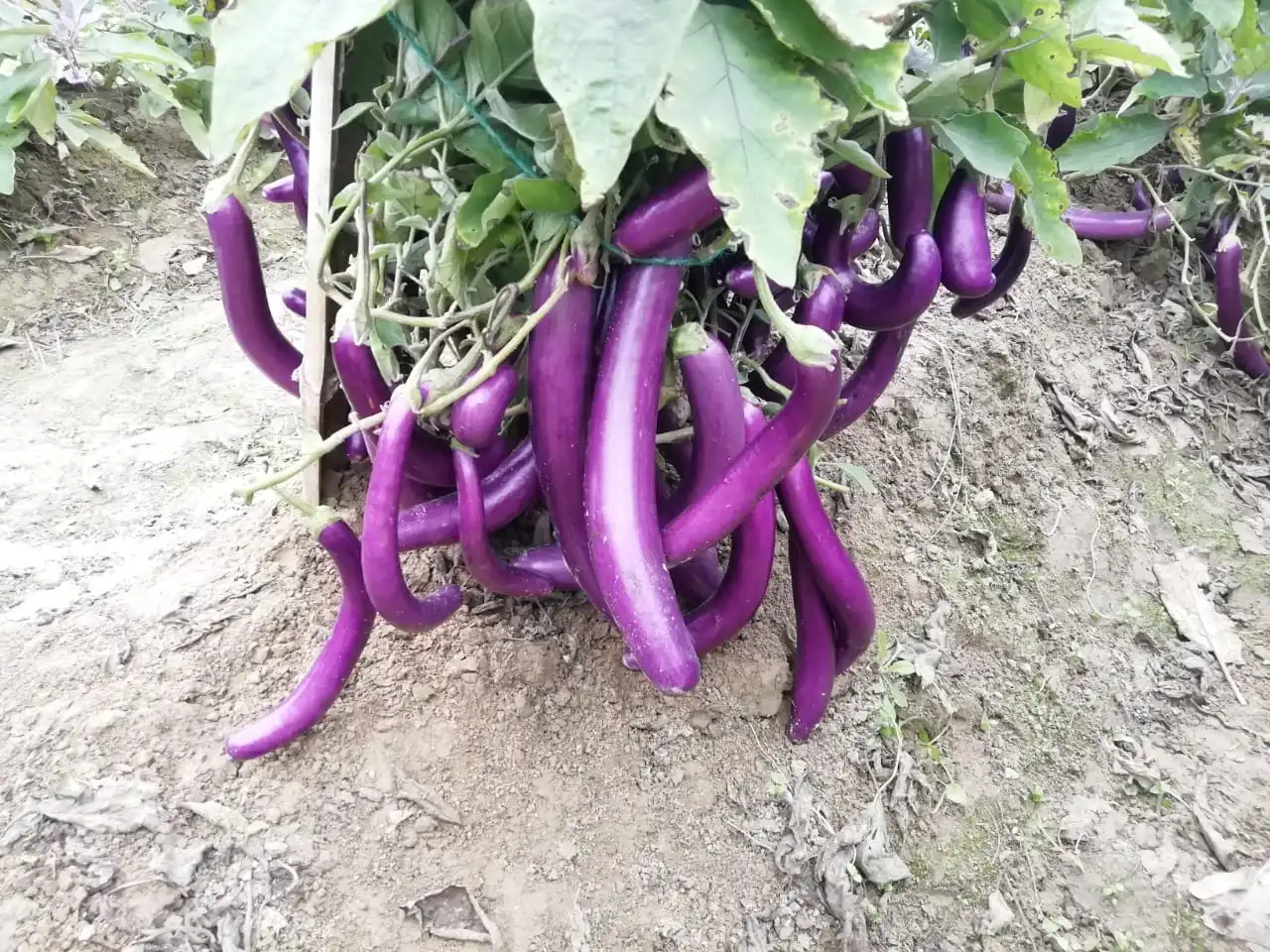  2021 семян баклажана F1 SOFIA HIGH YEILDING HYBRID