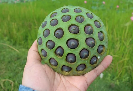 Сушеные Семена лотоса по лучшей цене семена из черного железа Вьетнама