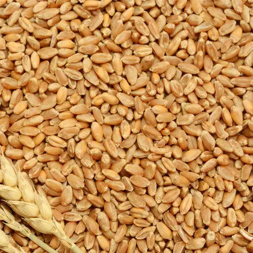 Barley for Malt, Barley Grain