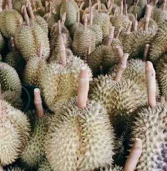 Durian Monthong Product Type Durian fresh durian from Thailand export from Thailand