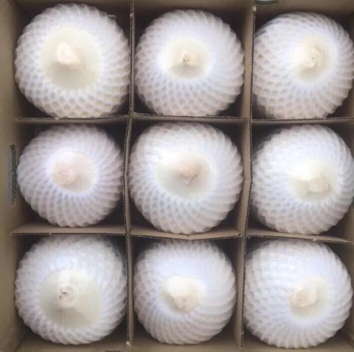 
Young coconut / Young fresh coconut Vietnam 